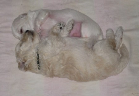 22. den BECRUX a CRISTIAN